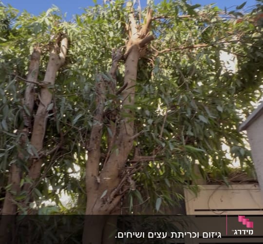 עצים גבוהים עם עלים ירוקים בשטח חיצוני